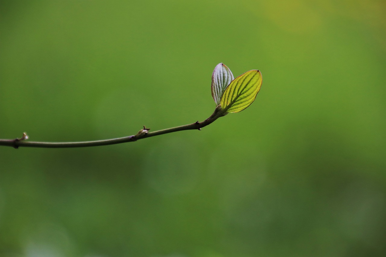 Bringing Nature Back to the City: The Role of Green Buildings